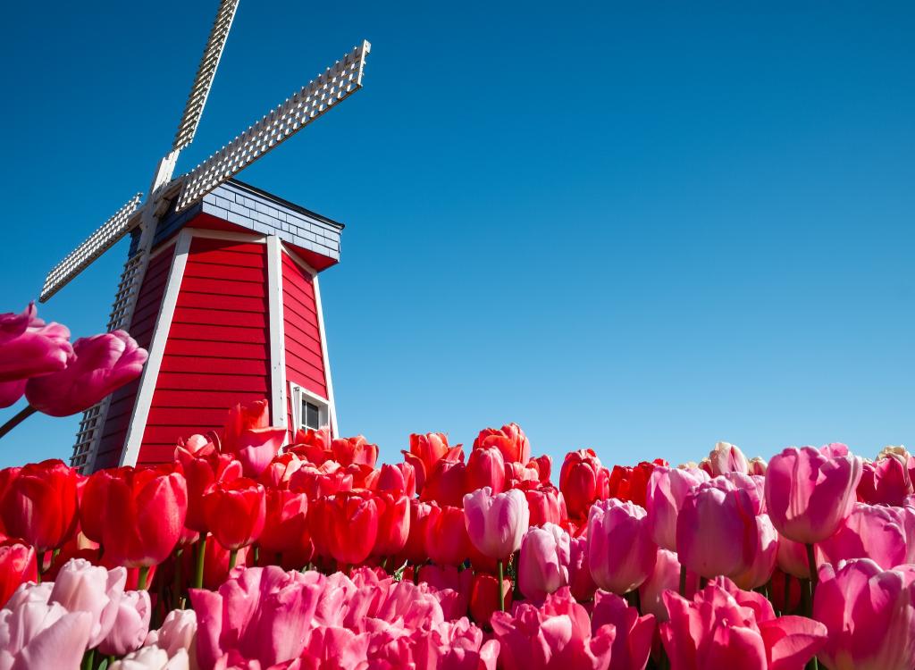 鲜花,荷兰,风车,天空,郁金香