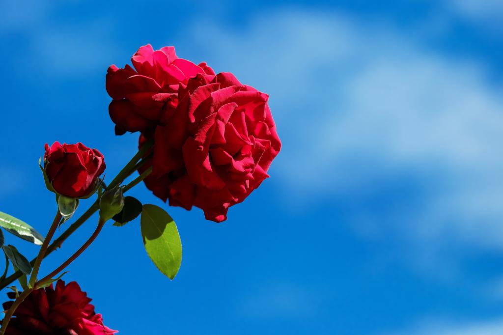 选择性焦点摄影的红玫瑰高清壁纸