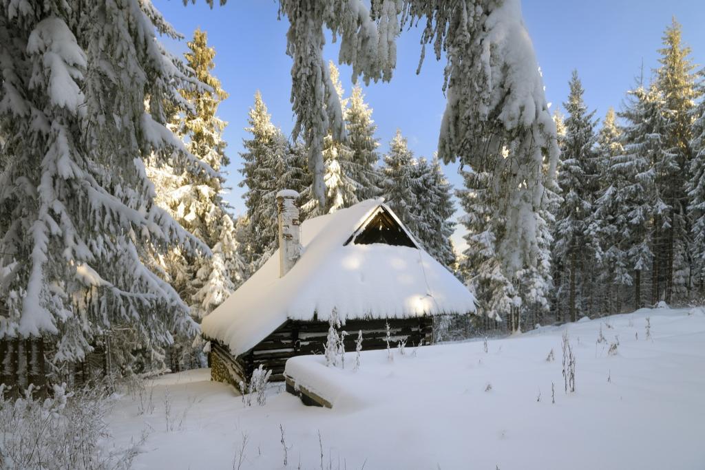 树,房子,雪,森林,冬天
