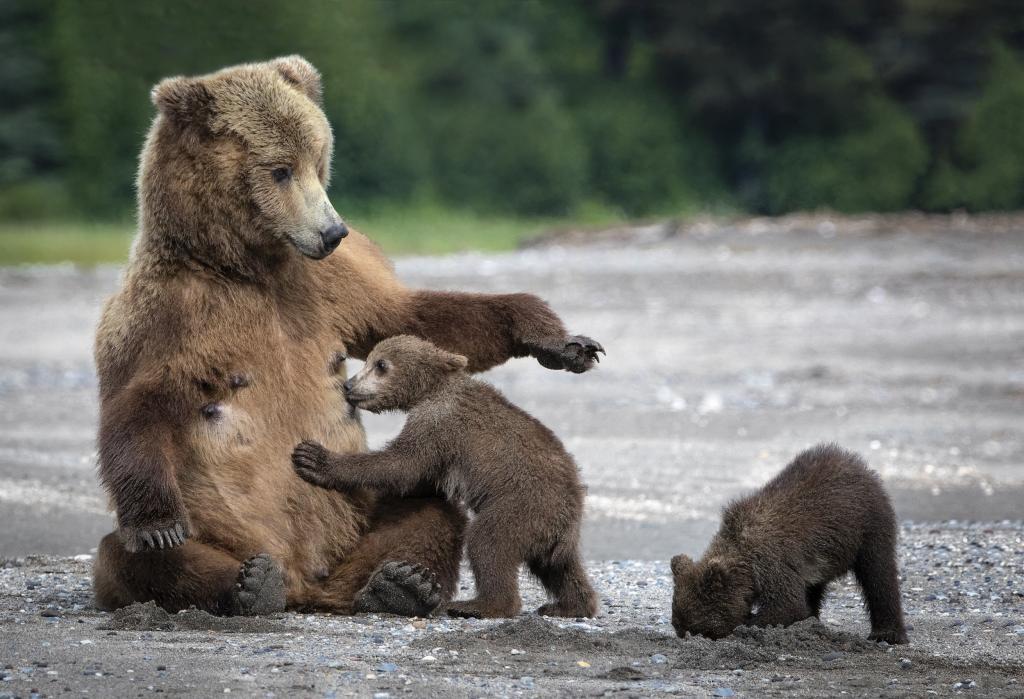沙,熊,山雀,熊,熊,妈妈,熊