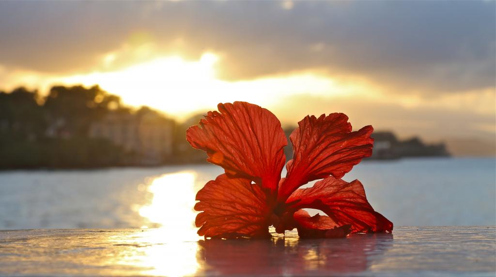 浅焦点摄影的红色芙蓉在日出期间的水体高清壁纸