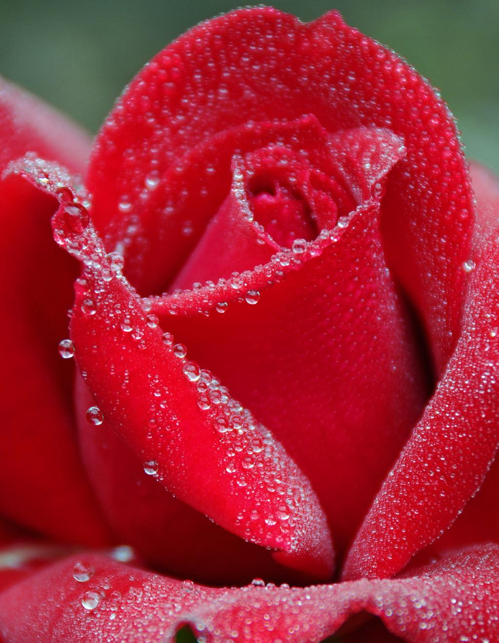 红玫瑰图片大全唯美图片
