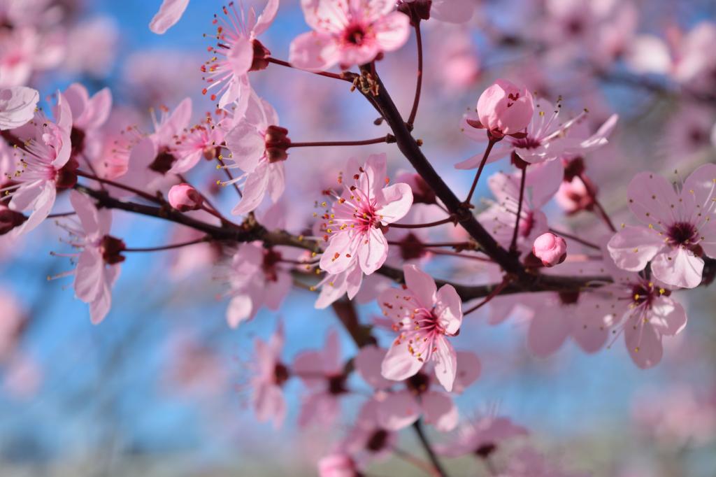 樱花树在白天高清壁纸的选择性焦点