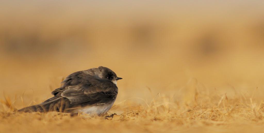 小黑色的选择性焦点摄影鸟在地上,沙子马丁高清壁纸