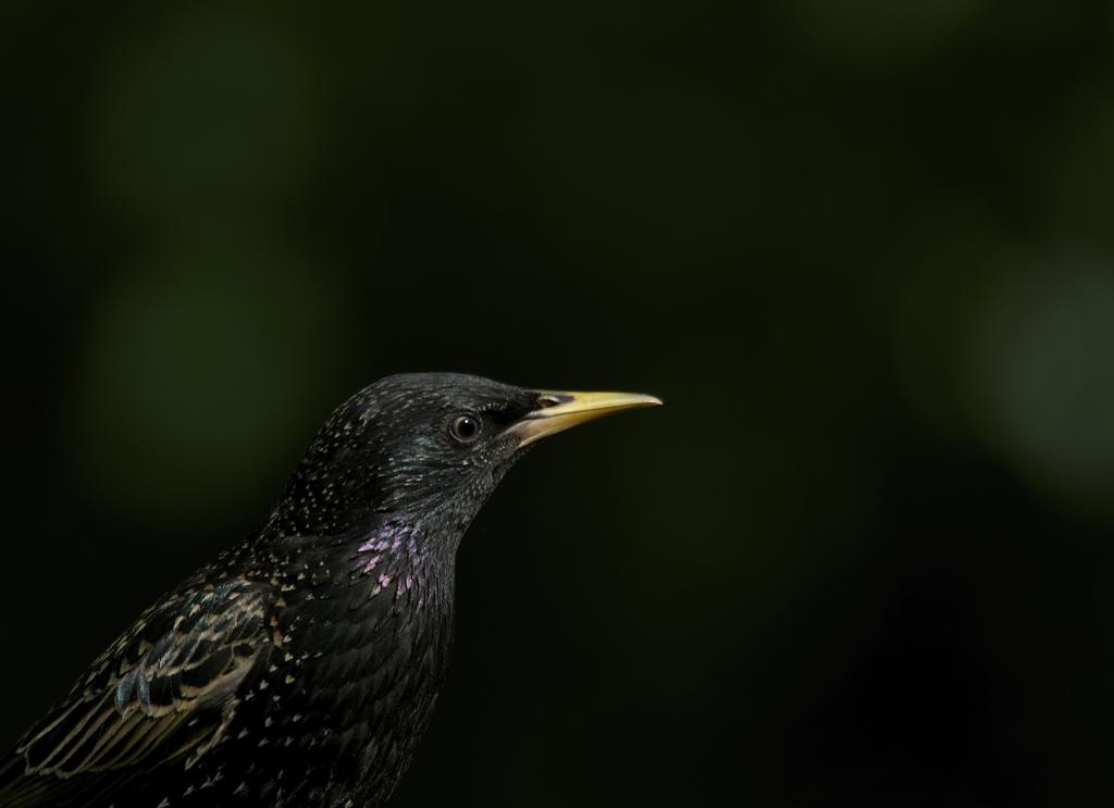 野生动物摄影的黑色短喙鸟高清壁纸