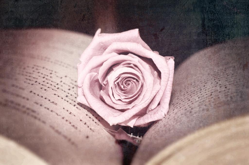 粉红色,照片,治疗,页面,书,花,玫瑰