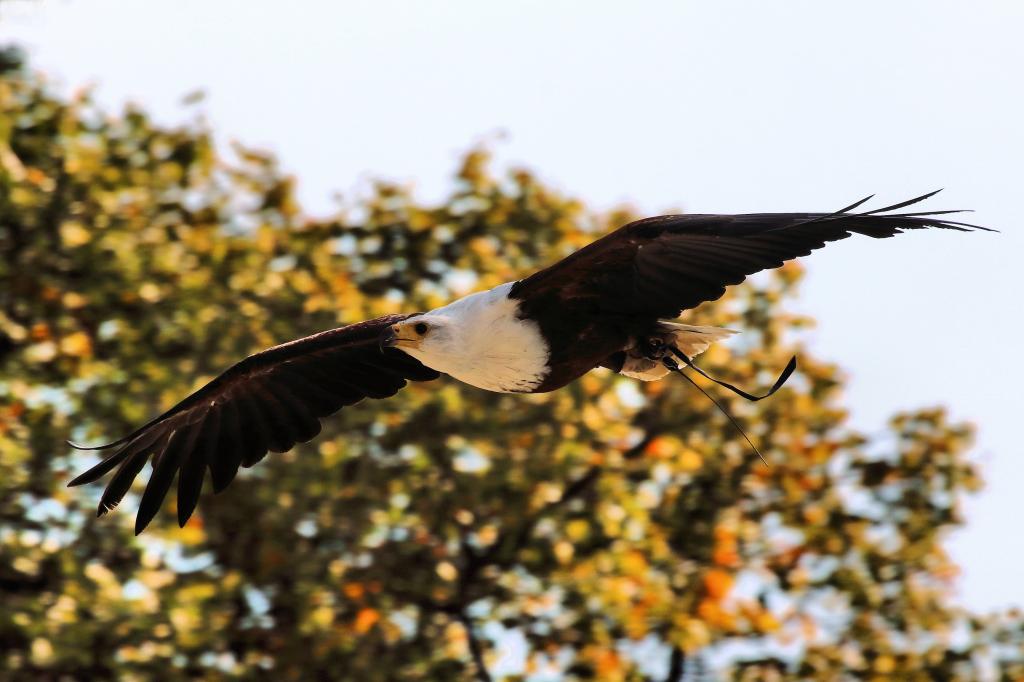 秃鹰在白天,贝德福德郡高清壁纸绿叶树附近飞行