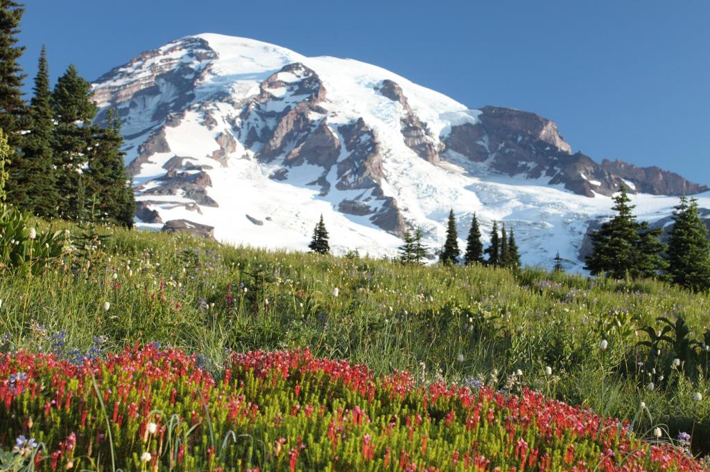 领域与植物和花附近的一座山,雪山,国家公园高清壁纸
