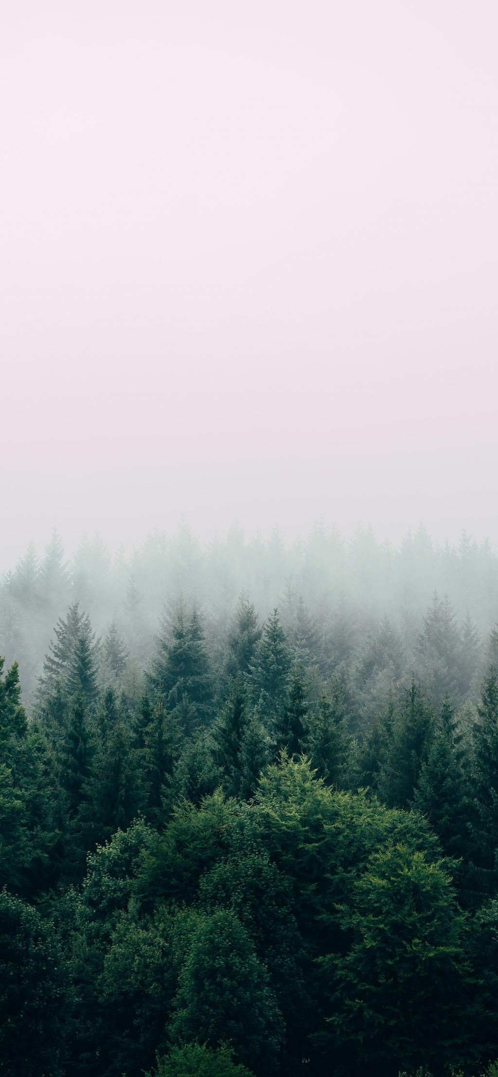 雾中森林护眼手机壁纸