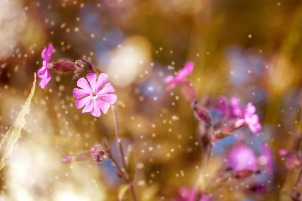 粉红色的花在白天高清壁纸的选择性焦点摄影