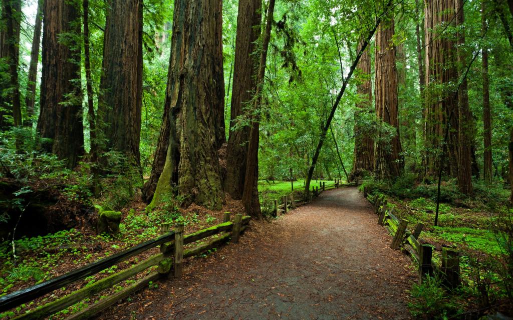 路径,围栏,国家公园,树木,Redvud,加州,森林