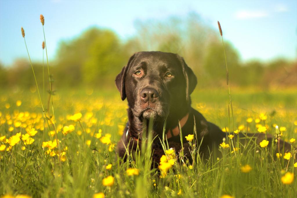 黑色拉布拉多猎犬俯卧在绿色的田野,黄色的花朵高清壁纸