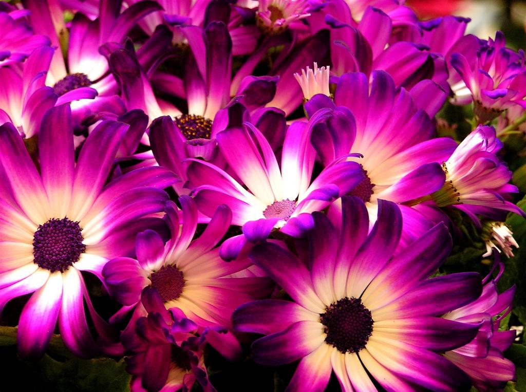 紫色和白色的花,雏菊高清壁纸的照片