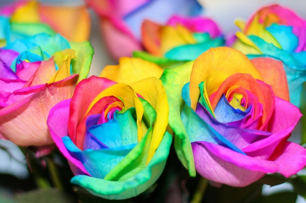 鲜花,彩虹,鲜花,五颜六色,玫瑰,玫瑰,五颜六色,彩虹