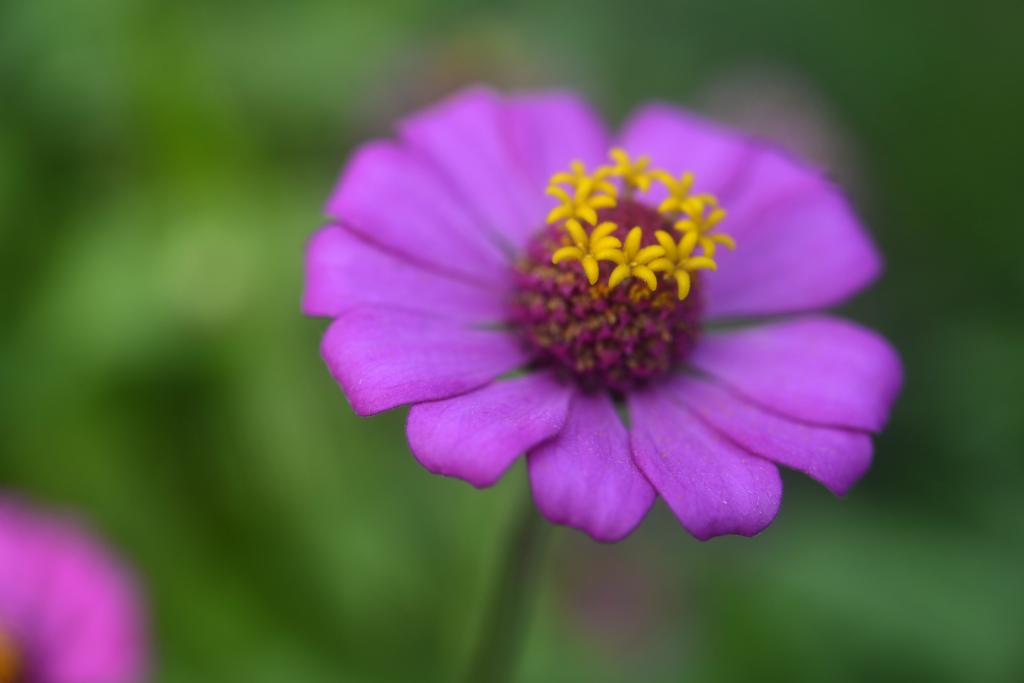 紫色花卉摄影,百日草高清壁纸