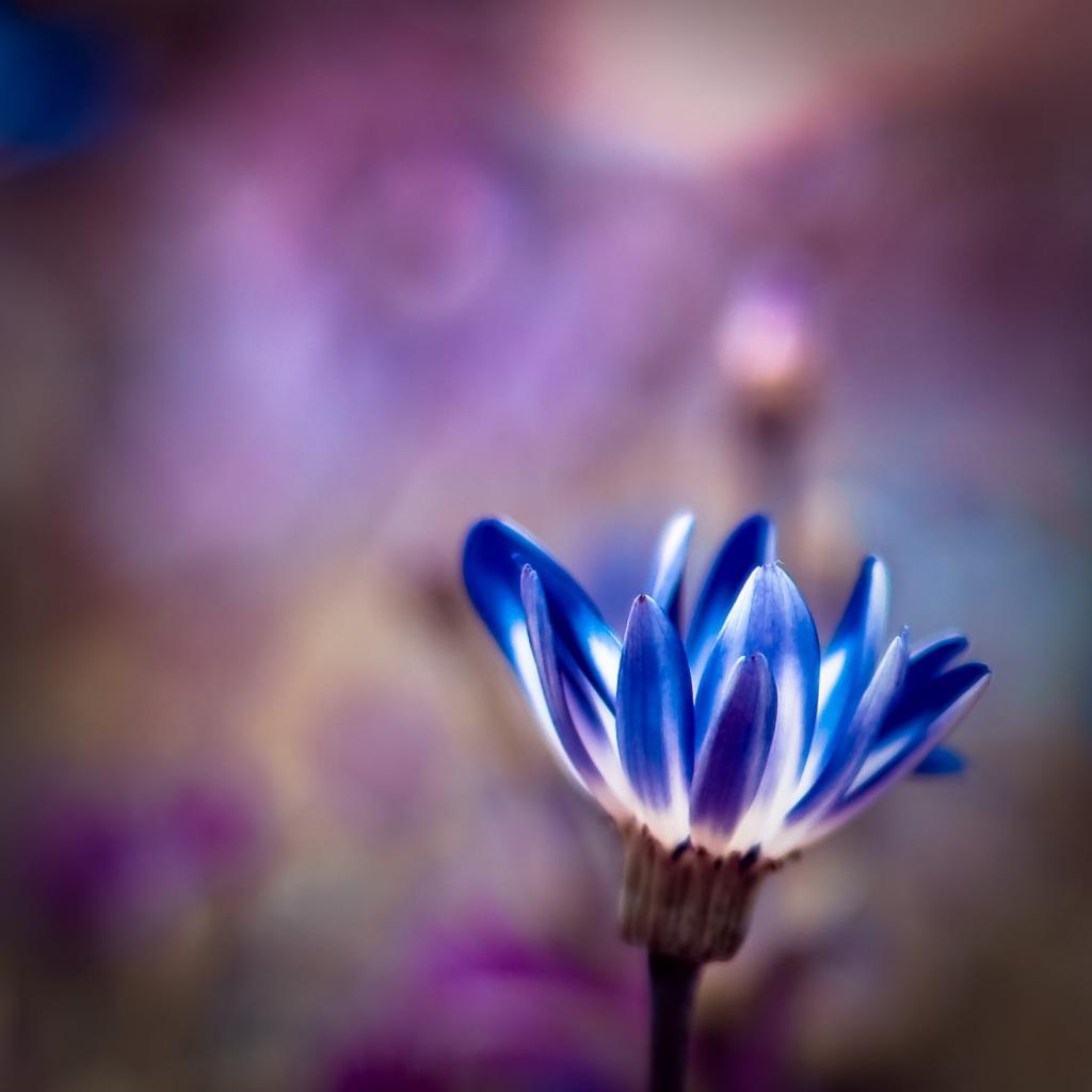 选择性的重点照片的蓝色花朵高清壁纸