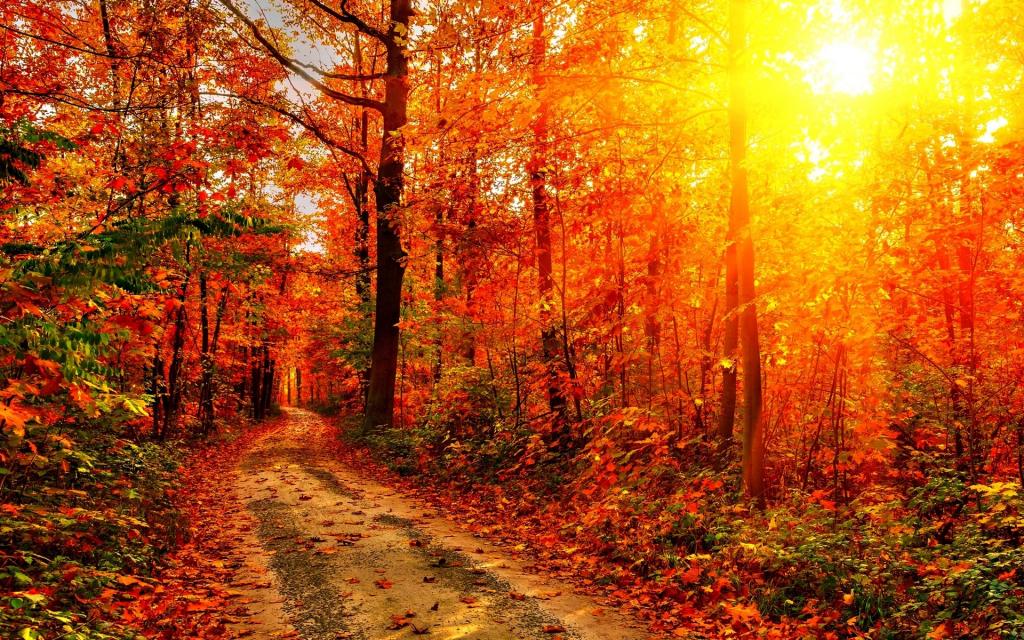 壁纸射线,道路,树木,树叶,太阳,秋天,森林,日落