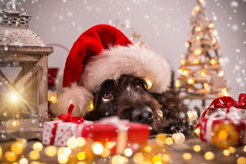 狗,圣诞节,新年,符号2018年,圣诞快乐,2018年,搞笑,圣诞节,树,圣诞老人的帽子,圣诞节,...