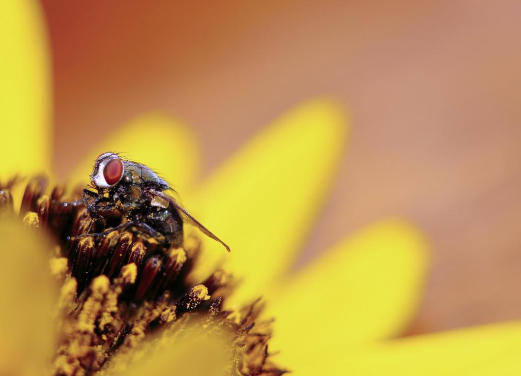 家蝇栖息在花高清壁纸的选择性焦点摄影