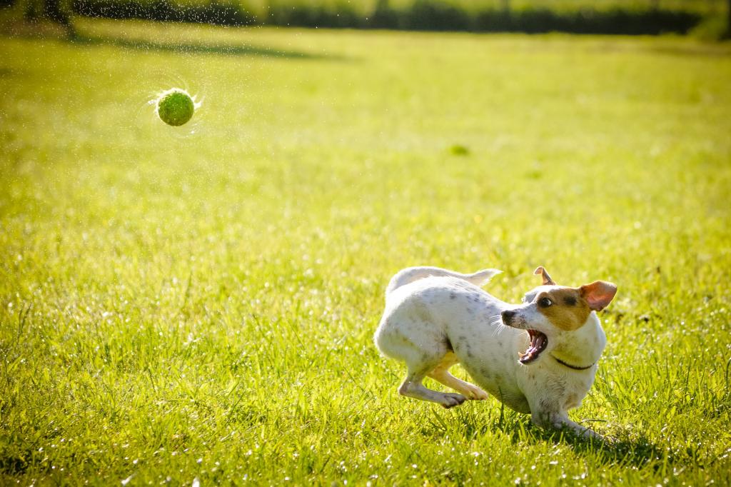黑色和白色的短外套小狗投球在绿草场高清壁纸绿色的球