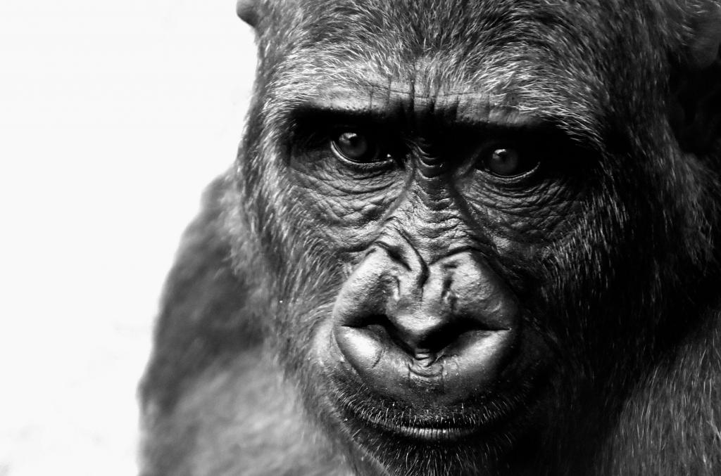 黑大猩猩高清壁纸的特写照片