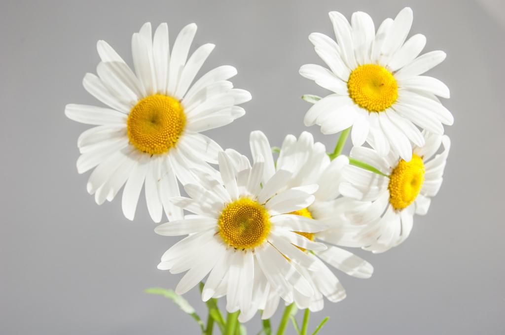 白色的雏菊花的照片高清壁纸