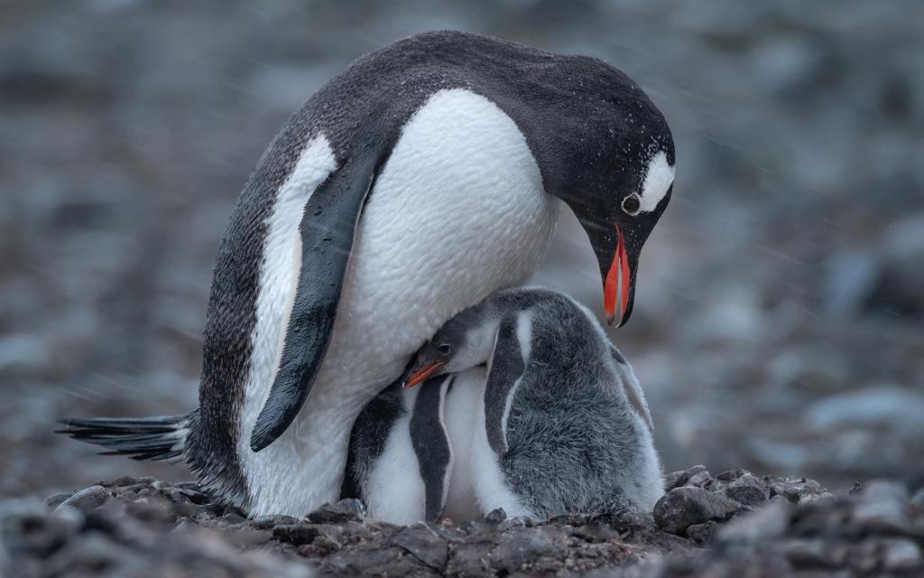 金图企鹅和幼崽