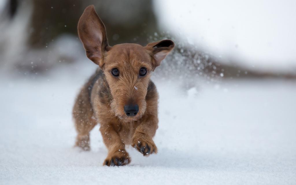 冬天,雪,走路,狗