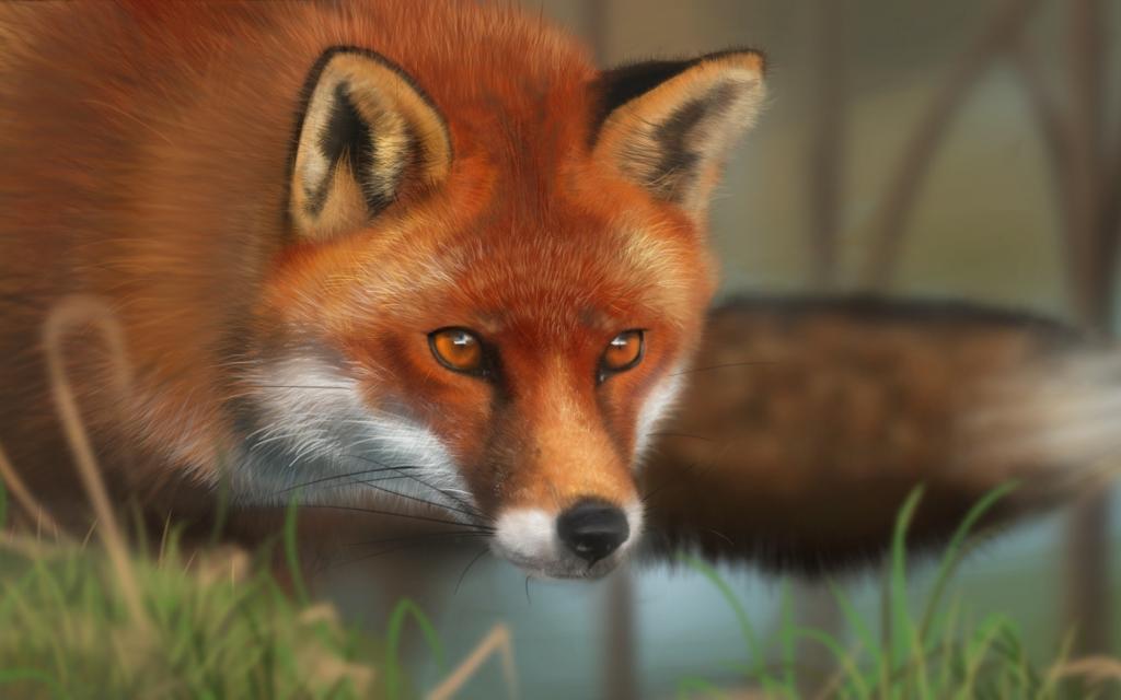 动物,狐狸,红色,艺术,草,脸