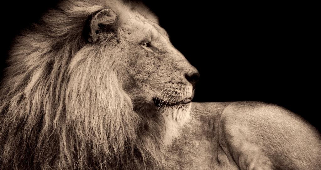 灰度摄影的狮子高清壁纸