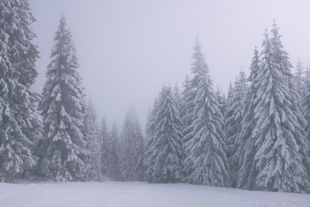 暴风雪中的松树林