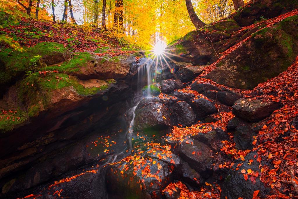 石头,光线,性质,树,叶子,流,太阳,秋季,森林