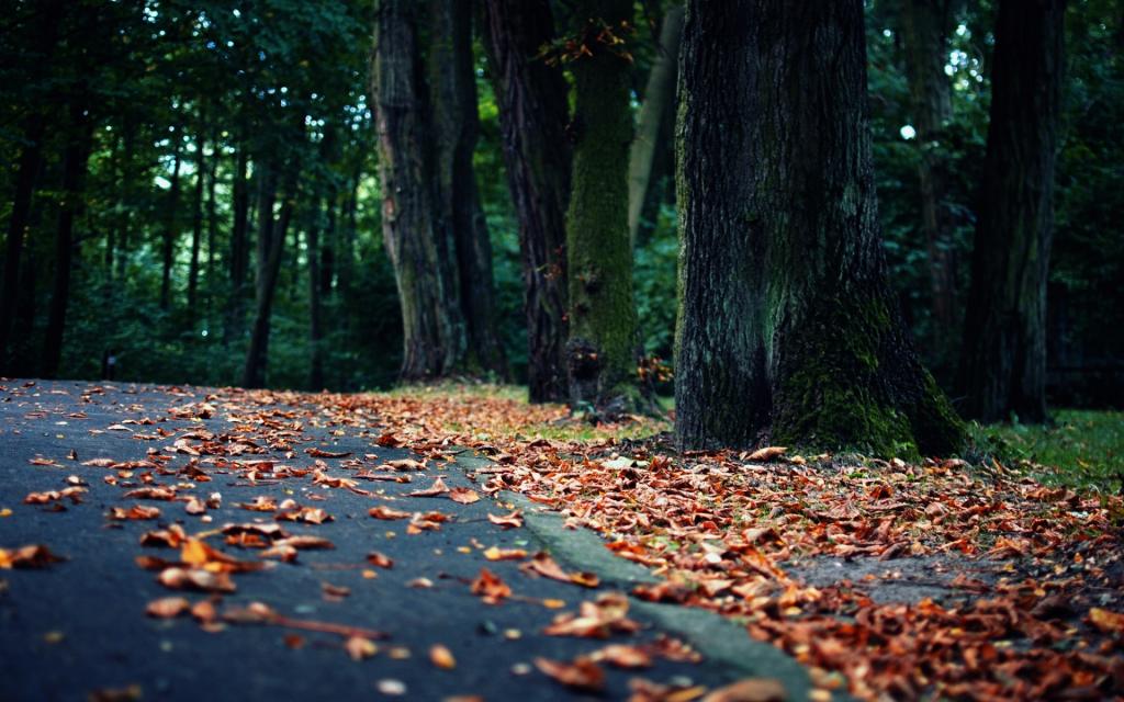 叶子,公园,性质,沥青,树木,秋季