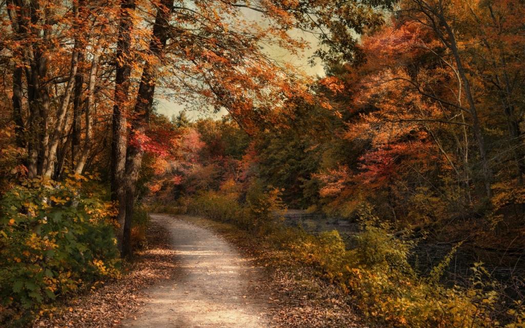 道路,树木,秋季,森林,性质
