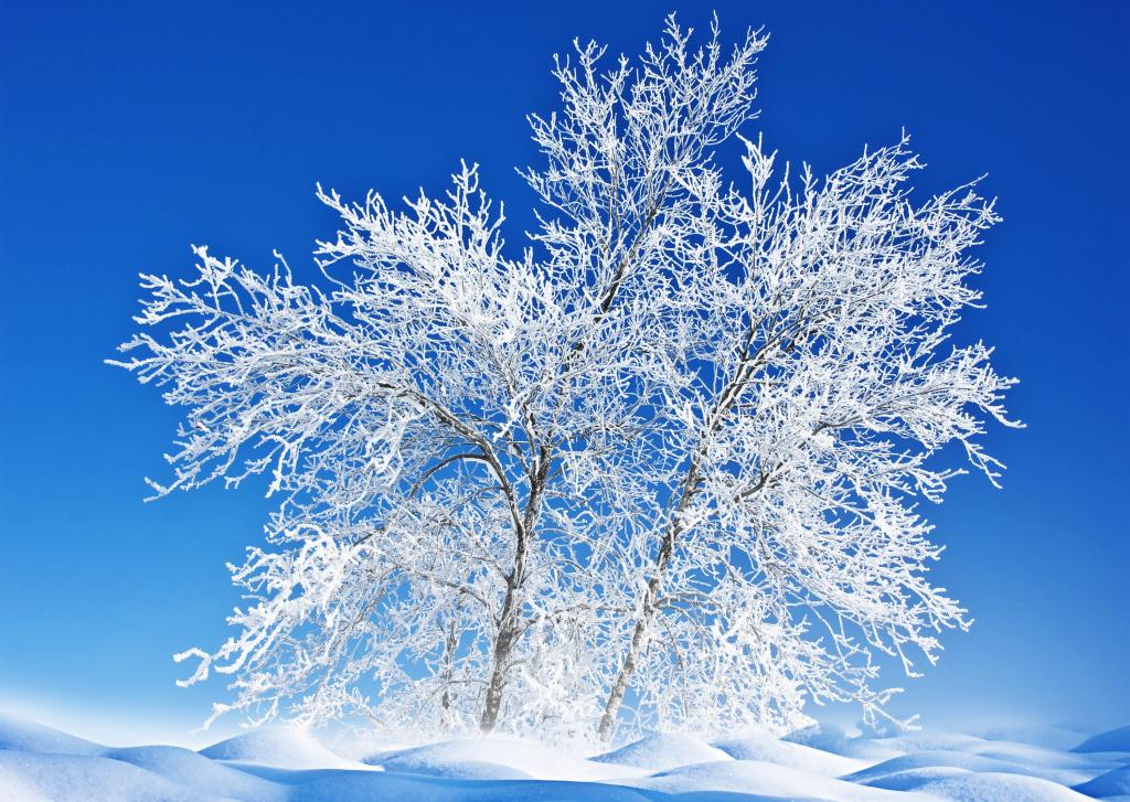 树,雪,冬天,霜,自然,天空,景观