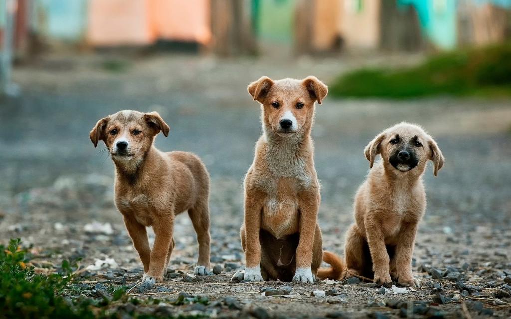 绿草高清壁纸附近的三个棕色小狗