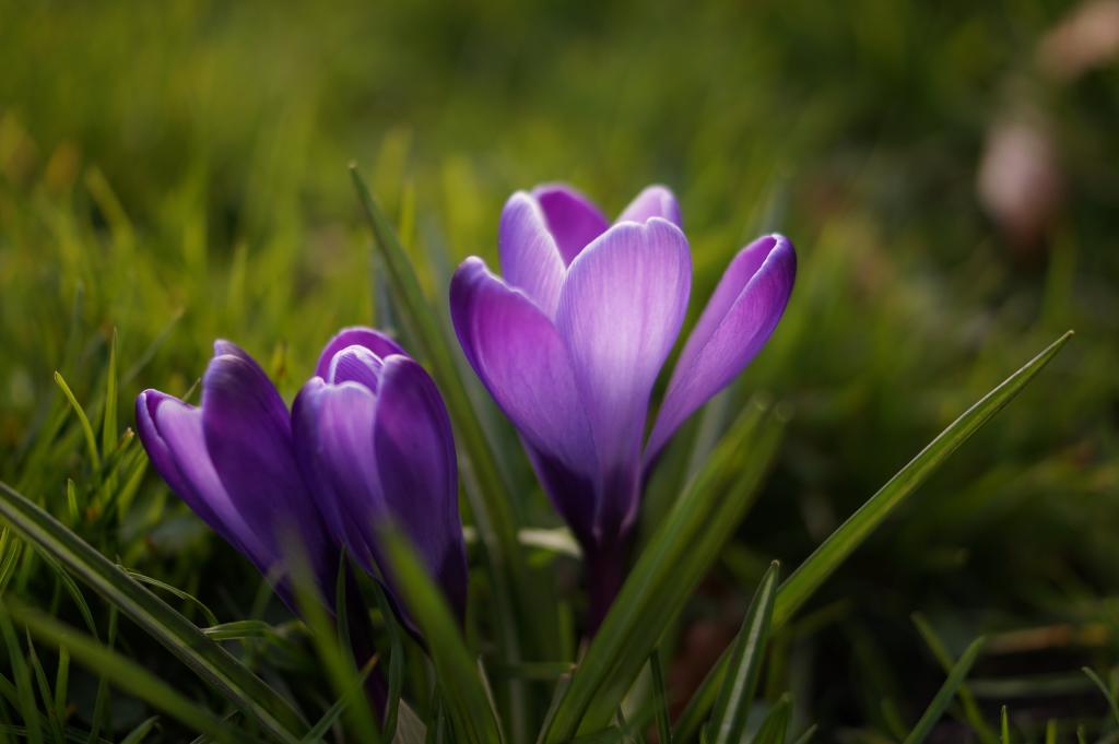 春天,花卉,丁香,紫罗兰色高清壁纸