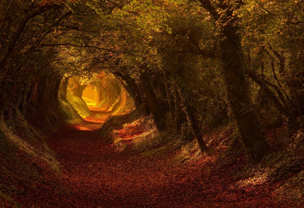 径,秋,树,路,性质,光