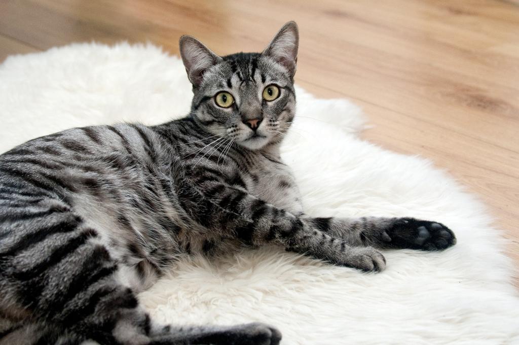 银色的虎斑猫躺在白色的毛皮区地毯高清壁纸