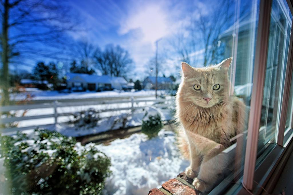 猫,格雷戈里·J·斯科特摄影,光,窗口,冬天