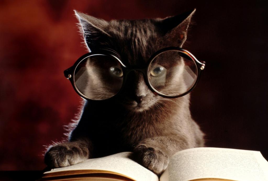 猫,眼镜,小猫,书