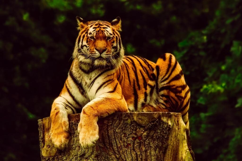 老虎坐在日志附近绿树白天高清壁纸