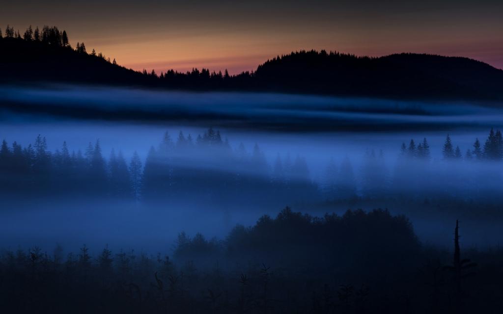 雾,夜,场,景观
