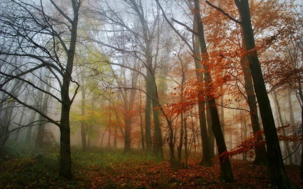 早上,雾,树木,秋天,森林,树叶