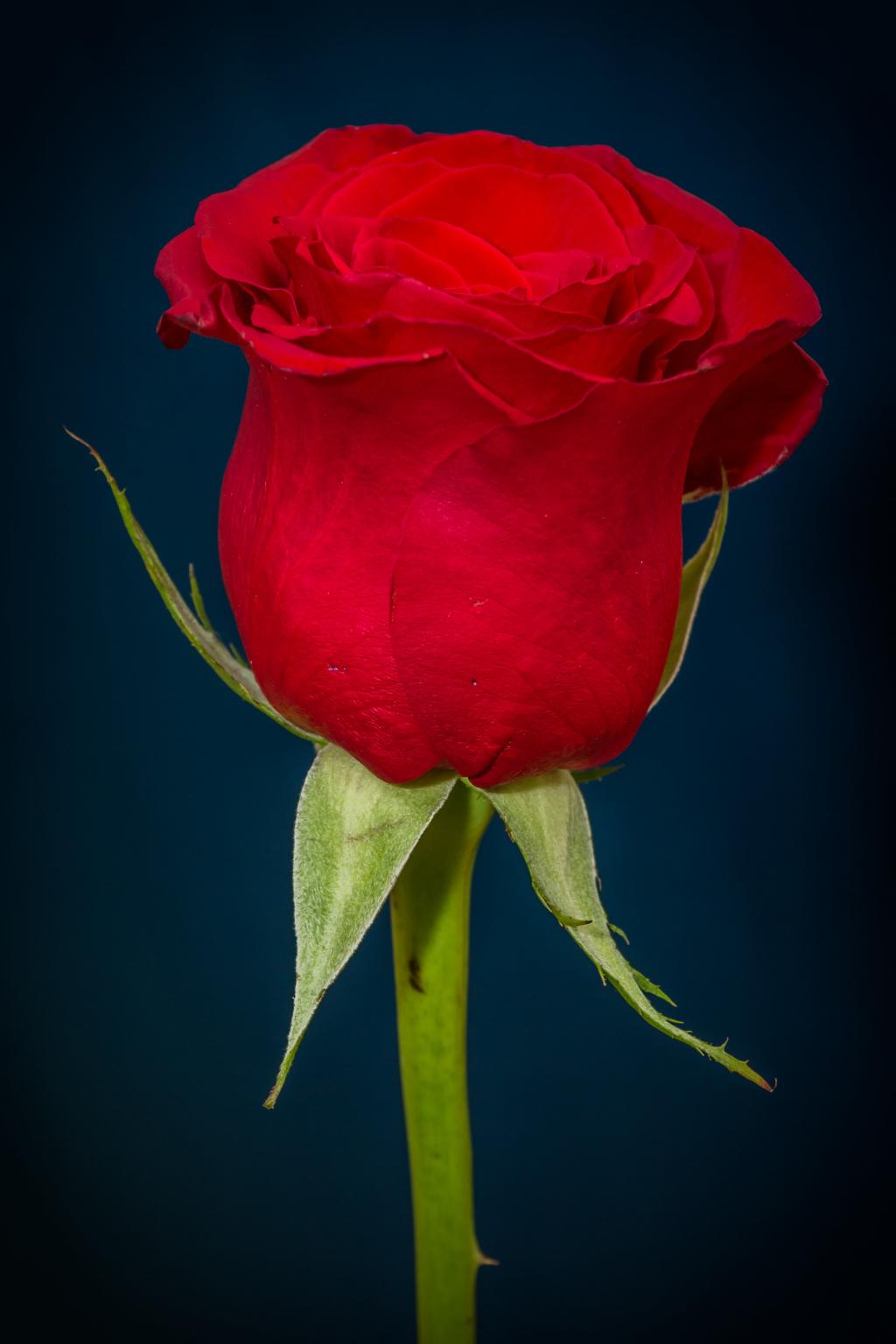 重点摄影的红玫瑰高清壁纸