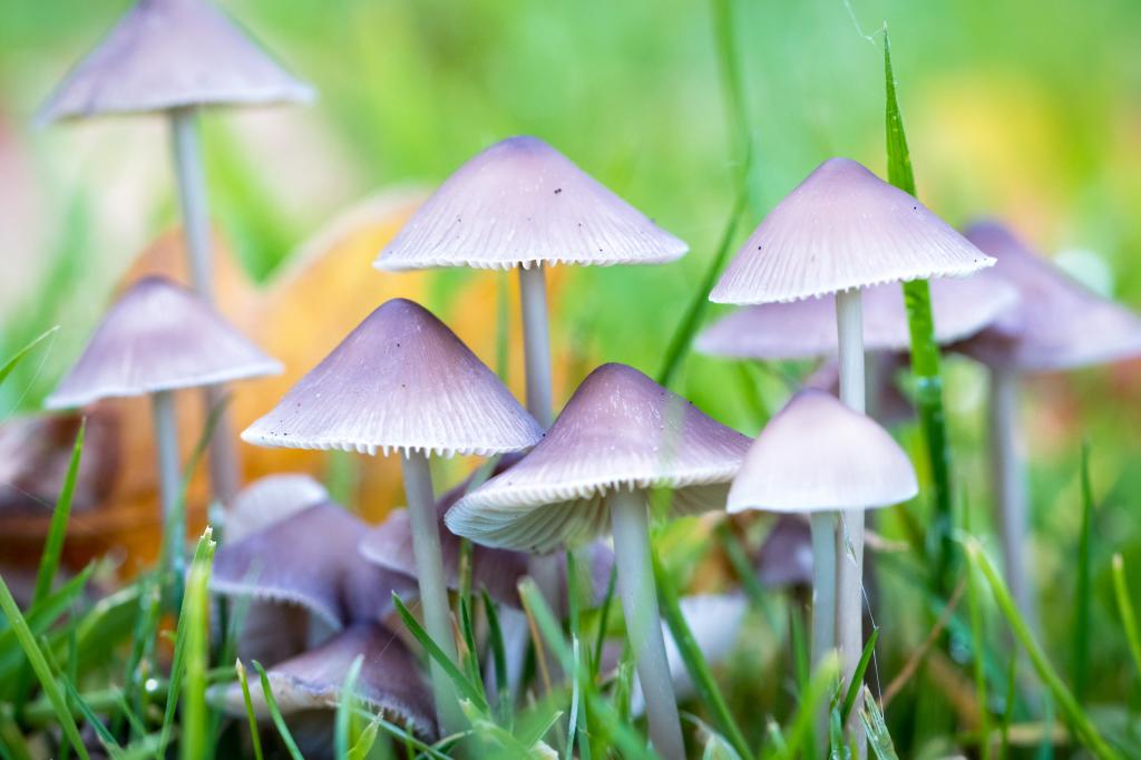 紫色和白色蘑菇旁边的绿草高清壁纸