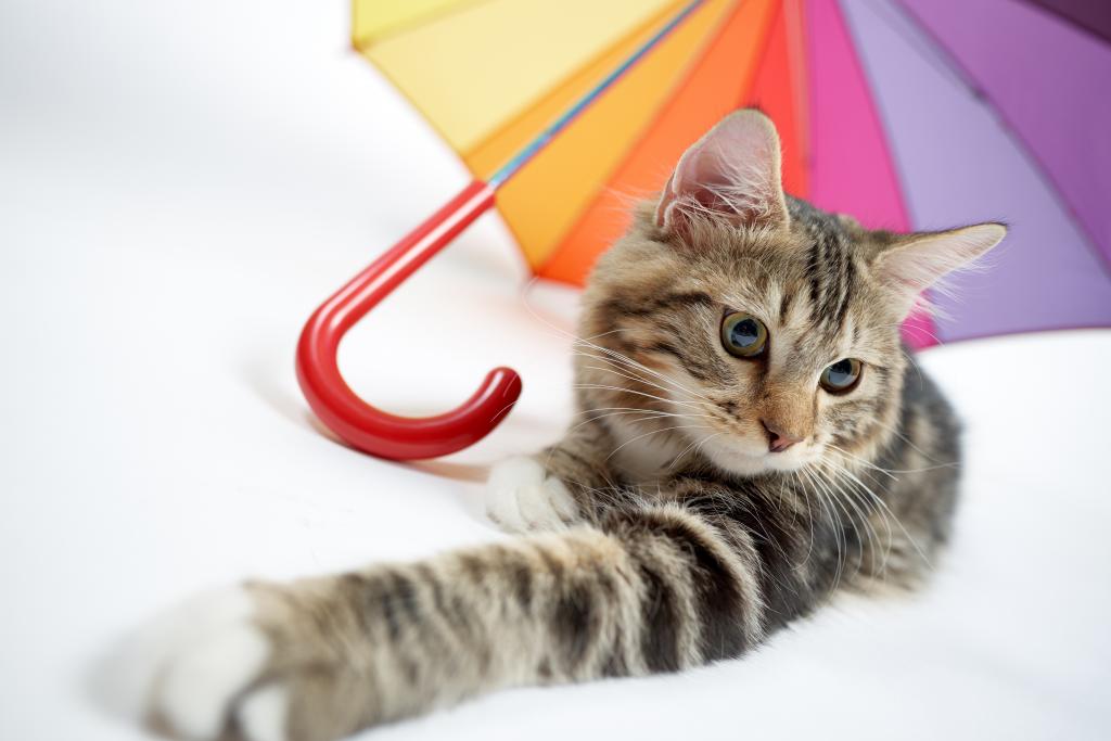 猫,伞,脚,猫