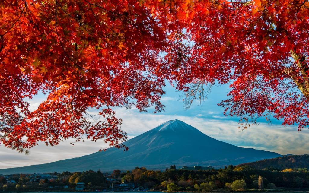 富士,山,秋,日,枫