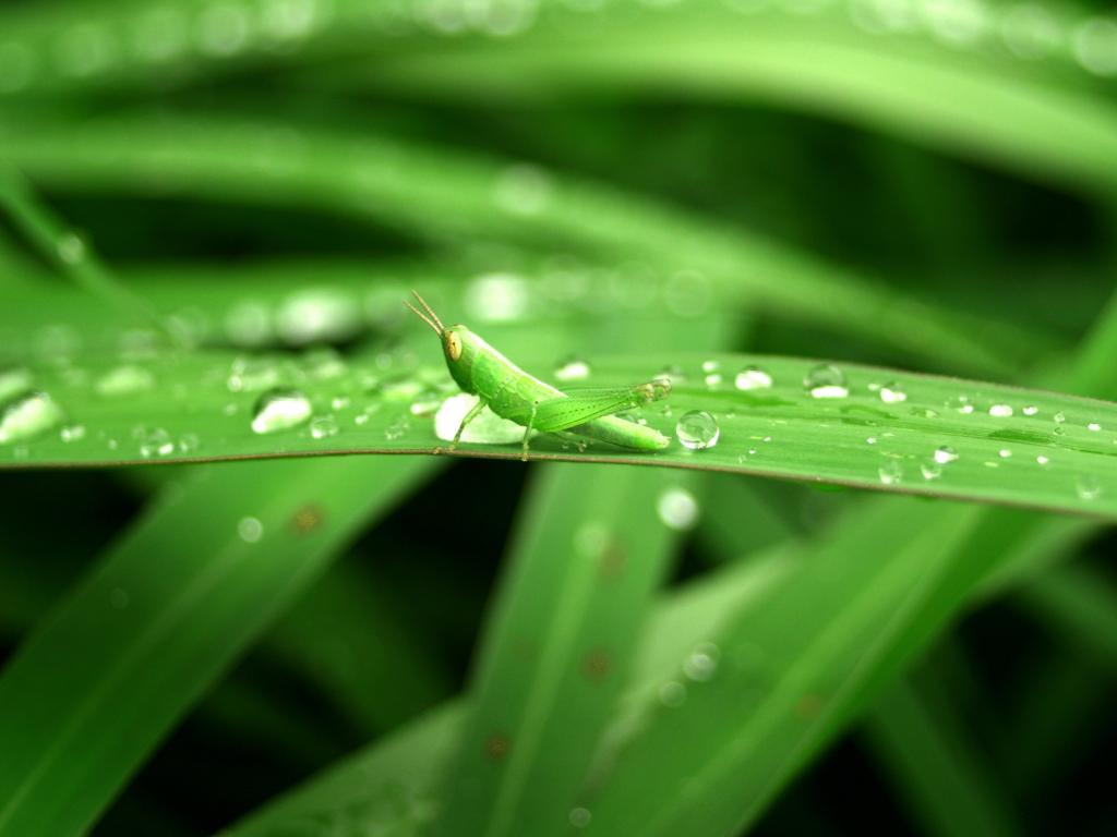 绿色蚂蚱绿色叶子植物高清壁纸浅焦点摄影