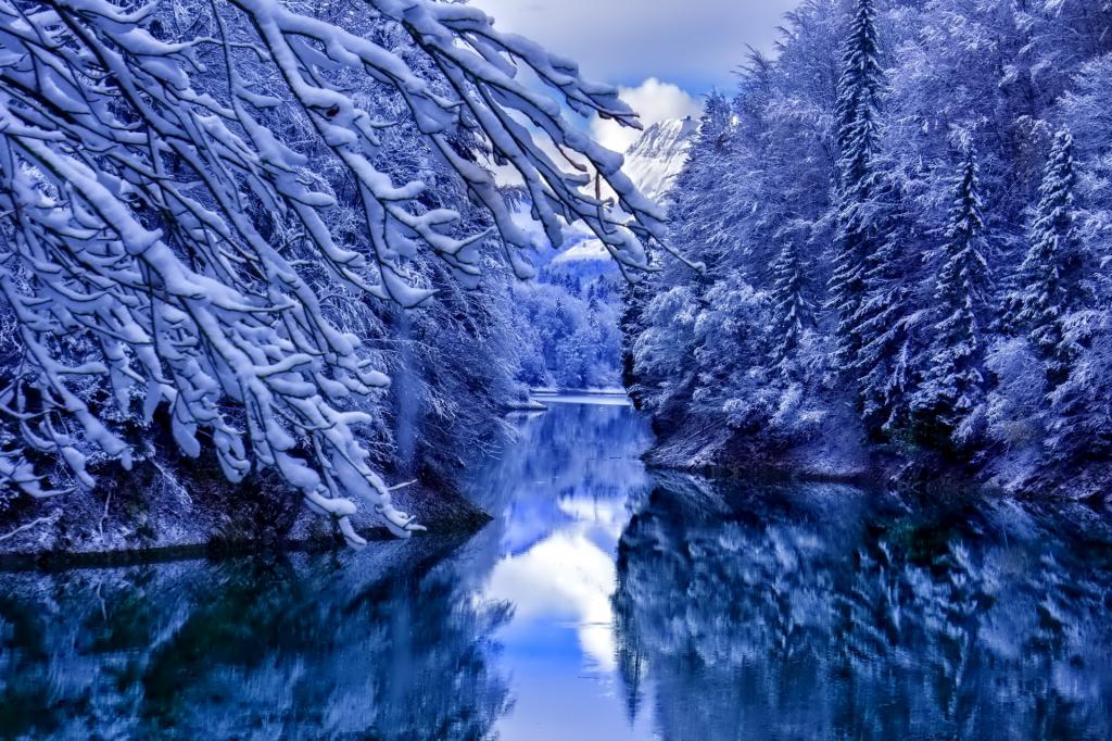 树,水,雪,冬天,反射
